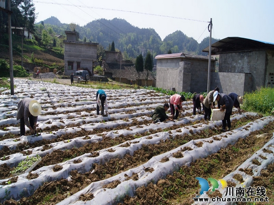 摩尼镇：掀起烤烟移栽高潮(图2)