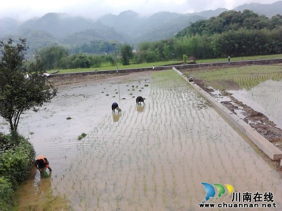 大石乡：喜逢“五一”及时雨&nbsp;农民耙田栽秧忙(图1)