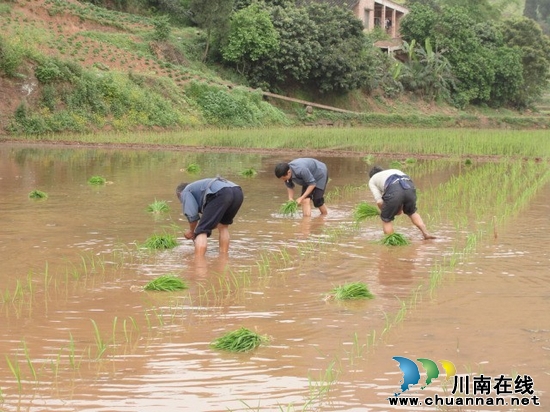 合江县：田间地头插秧忙(图1)