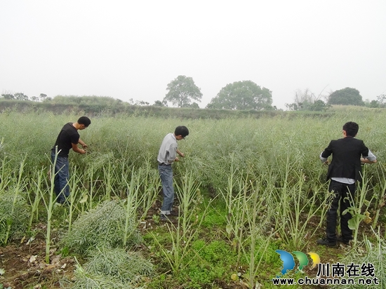 华阳街道：社区矫正公益劳动走进敬老院