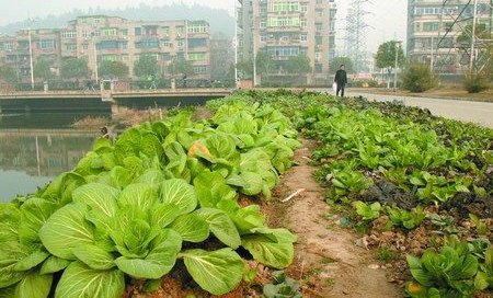 寸土寸金的城市土地,该不该种菜?(图2) 寸土寸金的城市土地,该不该种菜?(图2)