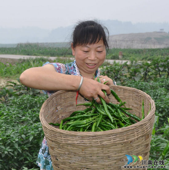 泸州纳溪沿江蔬菜批量上市(图2)
