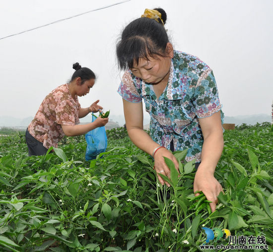 泸州纳溪沿江蔬菜批量上市(图1)