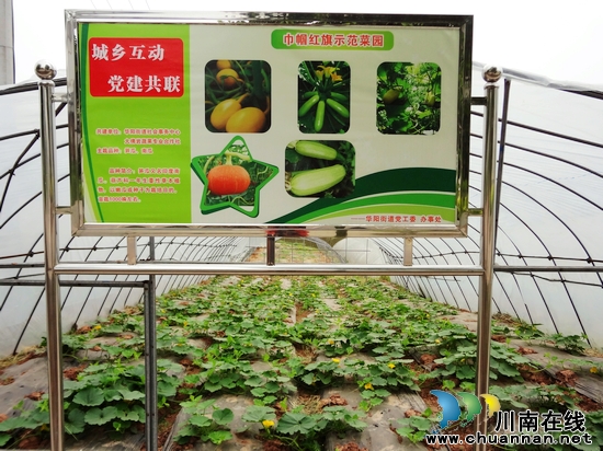 江阳区华阳街道:党建大棚里的蔬菜 长势旺盛(图2) 江阳区华阳街道:党建大棚里的蔬菜 长势旺盛(图2)