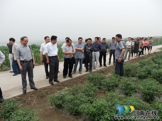 大桥镇：大力发展蔬菜产业&nbsp;打造合江最大蔬菜基地(图2)