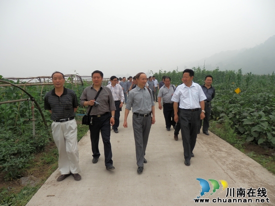 大桥镇：大力发展蔬菜产业&nbsp;打造合江最大蔬菜基地(图1)