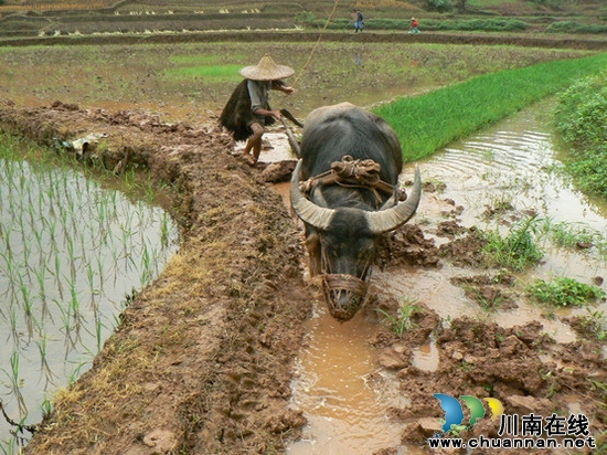 牛滩镇：甘霖滋润久旱大地&nbsp;农民抢抓时机忙耕种