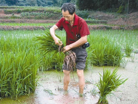 泸州:巧修小农水+保用水秩序&nbsp;泸县五成水灌十成田(图1)