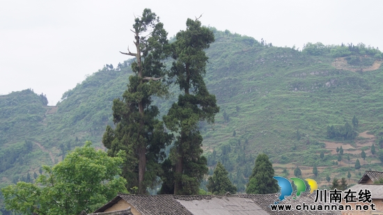 千年“夫妻”柏香古树惊现叙永县摩尼镇双普村(图1)