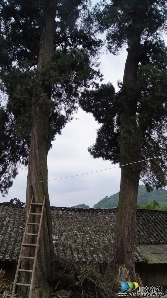 千年“夫妻”柏香古树惊现叙永县摩尼镇双普村(图2)