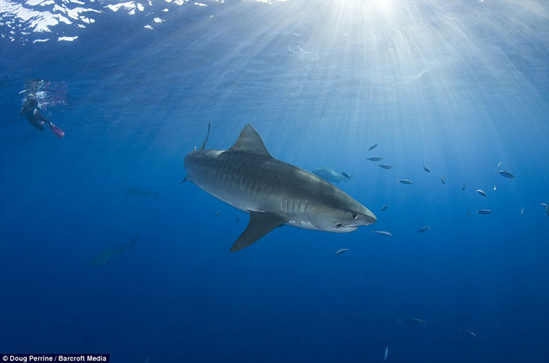 零距离与虎鲨共舞(图8)