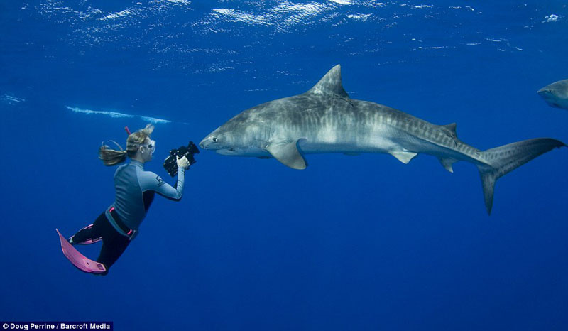 零距离与虎鲨共舞(图7)