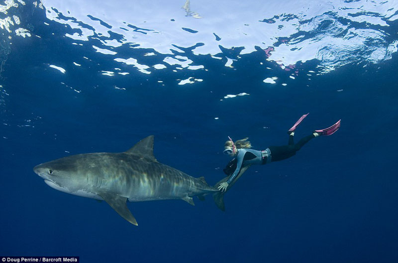 零距离与虎鲨共舞(图9)