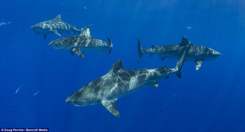 零距离与虎鲨共舞(图2)