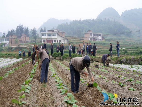 摩尼镇：召开烤烟揭膜培土现场会(图1)