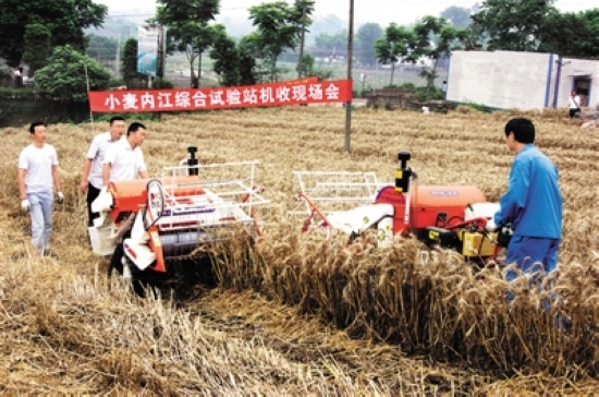 内江首次采用机收丘陵旱地套作麦(图1)