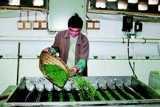 宜宾：悠悠三千载&nbsp;戎州茶飘香(图1)