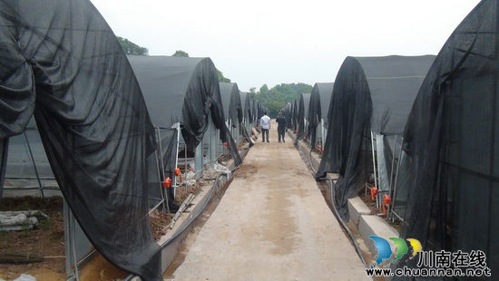 五通镇:石斛基地落户 当地农民受益(图2) 五通镇:石斛基地落户 当地农民受益(图2)