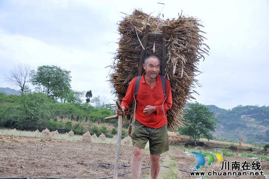 水潦乡:麦田管理有方 小麦产量翻番(图2) 水潦乡:麦田管理有方 小麦产量翻番(图2)