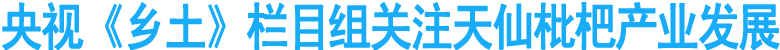 央视《乡土》栏目组关注天仙枇杷产业发展