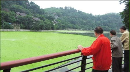 浮萍锁大桥&nbsp;自贡釜溪河一夜变绿(图1)
