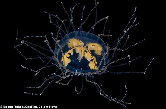 千奇百怪的深海水母(图4)