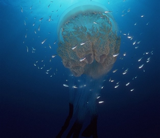 千奇百怪的深海水母(图2)