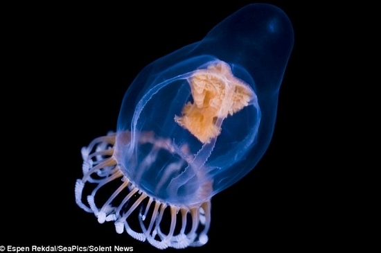 千奇百怪的深海水母(图1)