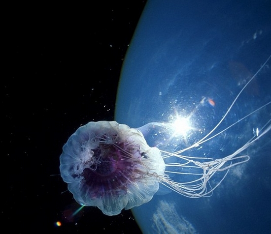 千奇百怪的深海水母(图10)