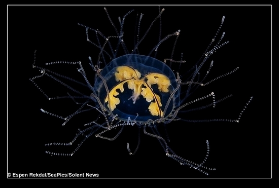 千奇百怪的深海水母(图9)