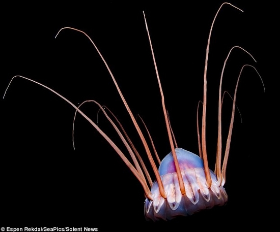 千奇百怪的深海水母(图7)