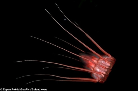 千奇百怪的深海水母(图8)