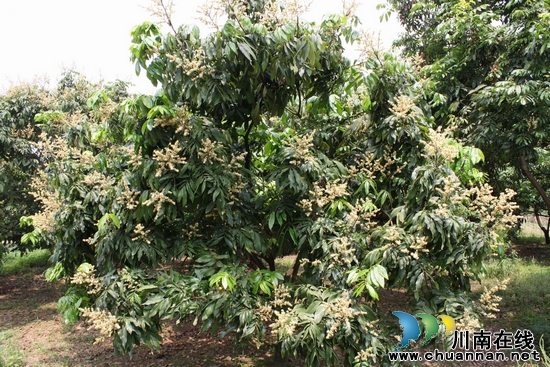 海潮镇：花满枝头&nbsp;龙眼望丰收(图1)