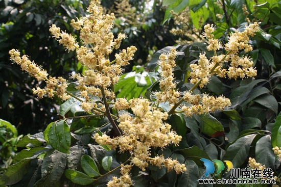 海潮镇：花满枝头&nbsp;龙眼望丰收(图2)