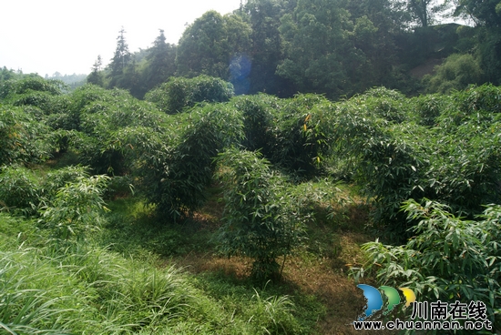 大石乡：引优竹种得成功&nbsp;助农致富显成效(图1)