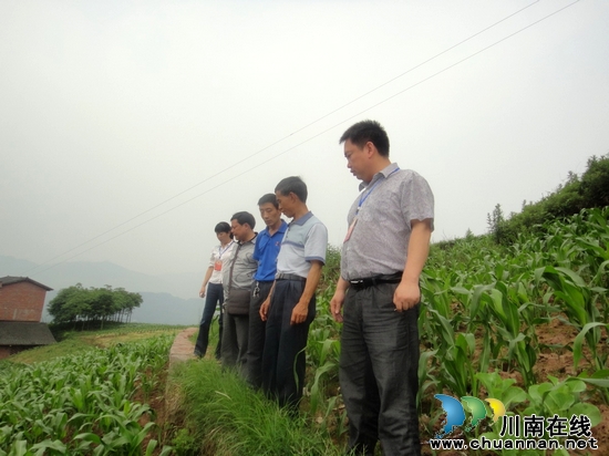 五通镇：高规格打造万亩高粱基地