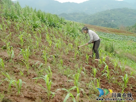 五通镇：高规格打造万亩高粱基地(图3)