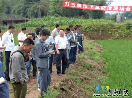纳溪区切实加强稻飞虱防治(图1) 纳溪区切实加强稻飞虱防治(图1)