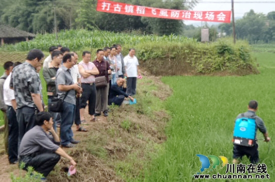 纳溪区切实加强稻飞虱防治(图2) 纳溪区切实加强稻飞虱防治(图2)