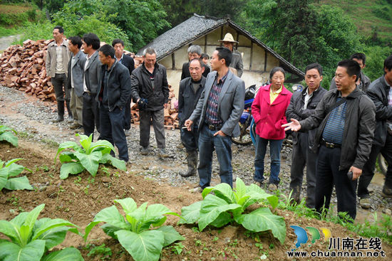 龙山镇：烤烟大田管理现场会在向田村召开