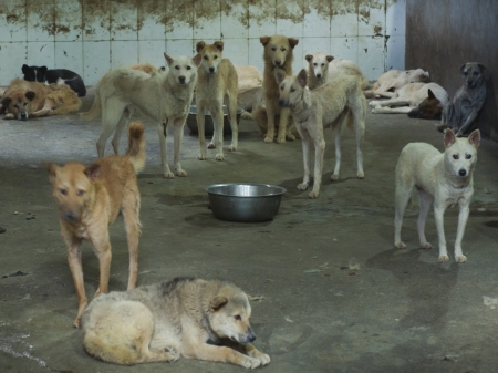 记者探秘狗场 卖狗人随身带铁钳(图3) 记者探秘狗场 卖狗人随身带铁钳(图3)