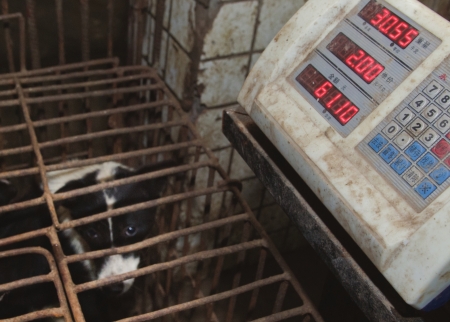 记者探秘狗场 卖狗人随身带铁钳(图2) 记者探秘狗场 卖狗人随身带铁钳(图2)