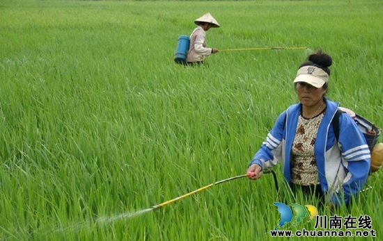尧坝镇“：四统一四到位”抓好稻飞虱防控