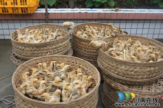 太伏镇：计生“三结合”帮扶活动走进青桥(图5)