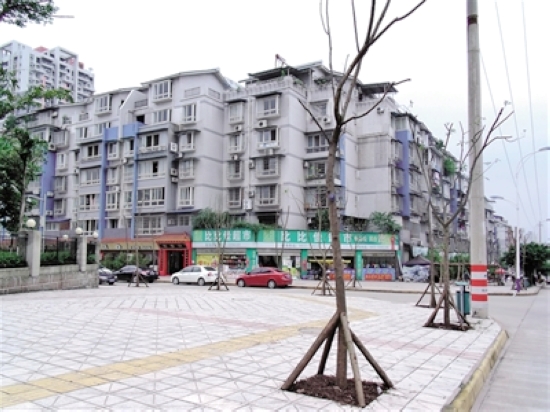 东兴区兴隆路等路段&nbsp;新栽补植行道树170多株