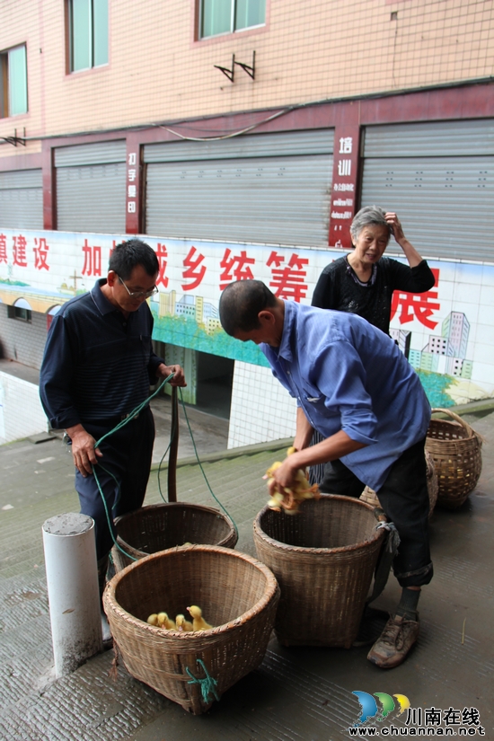 牛滩镇：送雏鸭送技术&nbsp;助残增收致富