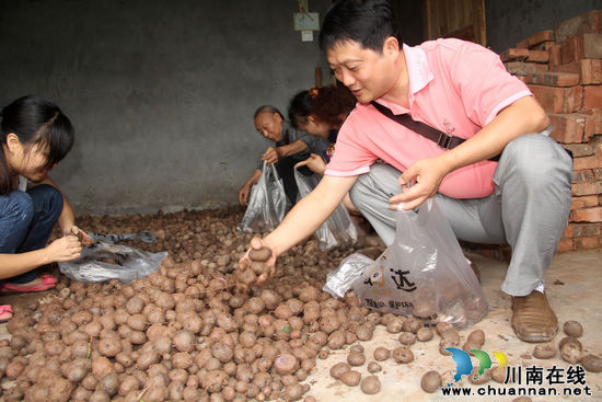 泸州龙车镇:全市首批紫色土豆试种获丰收(图3) 泸州龙车镇:全市首批紫色土豆试种获丰收(图3)
