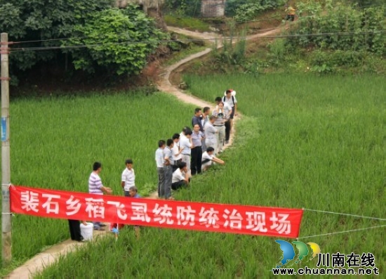 裴石乡：召开稻飞虱统防统治现场会