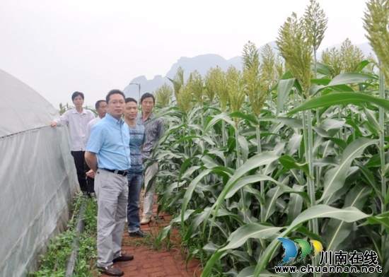 古蔺县委常委欧鹏下乡检查高粱生产工作