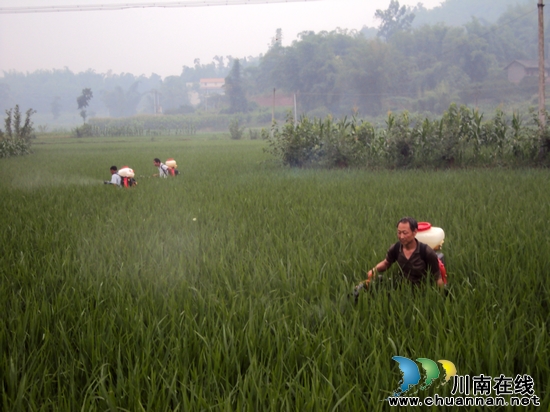长兴镇：水稻飞虱防治取得阶段性成效(图1)
